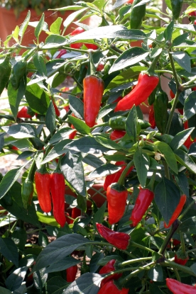 Picture of Apache F1 Chilli Pepper